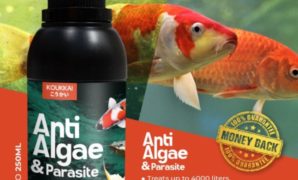 Bebaskan Aquarium dari Alga dengan Koukkai Anti Alga