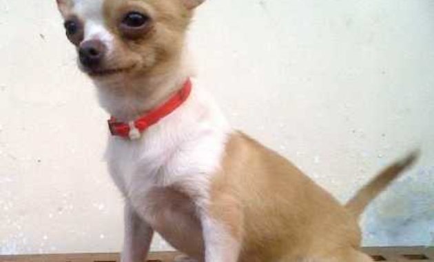 Dua Cara Menghilangkan Kutu Anjing di Rumah Paling Mudah!